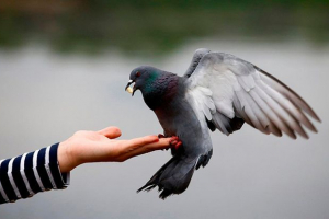 Imena ptica s fotografijama Imena ptica s fotografijama