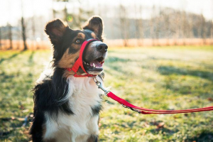 Praonica za psa - zašto vam je potrebno? Praonica za psa - zašto vam je potrebno?