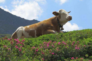 Neutralizam (biologija): opis i primjeri Neutralizam (biologija): opis i primjeri