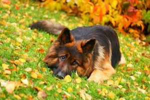 Njemački shepherd - klasik servisne pasmine