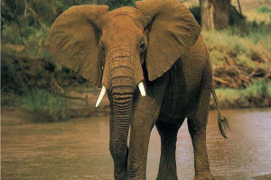 Malo o slonu Malo o slonu