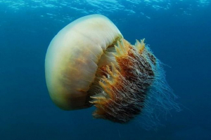 Nonopile nomura - veličanstvena meduza Nonopile nomura - veličanstvena meduza