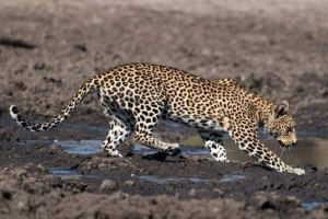 Neobičan ribolov leoparda: kao veliki lovac uhvatio je som u lokvi Neobičan ribolov leoparda: kao veliki lovac uhvatio je som u lokvi