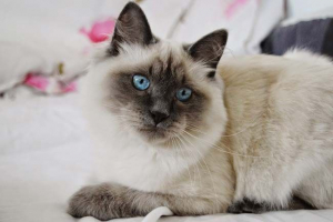 Nevskaya masquerade mačka: pasmina pregleda Nevskaya masquerade mačka: pasmina pregleda