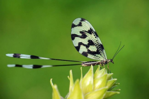 Nitryka - cvjetni insekt