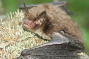 Noćna mornarica Noćna mornarica