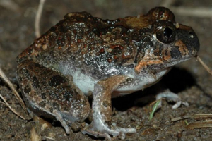 Prikovan reobatr Prikovan reobatr