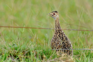 Voluma darwin - bird s poznatim naslovom vrste Voluma darwin - bird s poznatim naslovom vrste