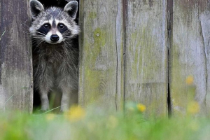 Nova zvijezda životinjskih svjetskih krava Nova zvijezda životinjskih svjetskih krava