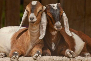 Nubijske koze Nubijske koze
