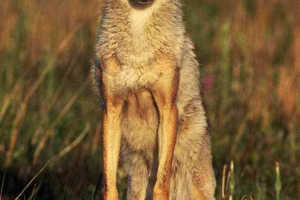 O siromašnoj kojota tišini riječ O siromašnoj kojota tišini riječ