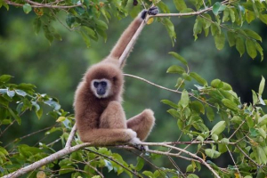 O gibbonima sa stajališta znanosti O gibbonima sa stajališta znanosti