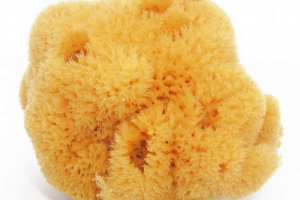 Stanovnici morskog dna Stanovnici morskog dna