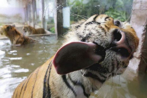 Krediti staklo - nova super zabava za životinje