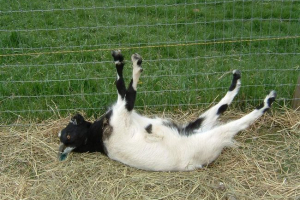 Fundrier koze: amerikanac sa slabim živcima Fundrier koze: amerikanac sa slabim živcima