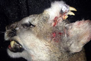 Bojeći se mutant s očnjacima na stražnjem dijelu glave Bojeći se mutant s očnjacima na stražnjem dijelu glave