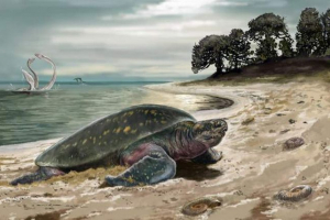 Otkrivena je najstarija morska kornjača planeta, imala je duljinu od dvije metra Otkrivena je najstarija morska kornjača planeta, imala je duljinu od dvije metra