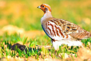 Život i strijelica staništa Život i strijelica staništa