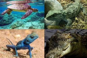 Opće značajke i karakteristične značajke reptila Opće značajke i karakteristične značajke reptila