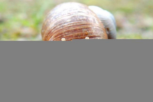 Opće informacije o melluscima Opće informacije o melluscima