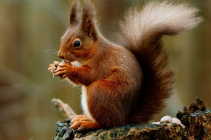 Obični protein Obični protein