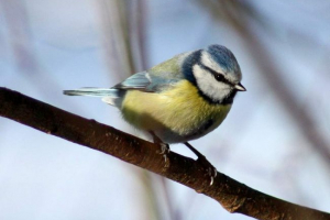 Obična lazorovka - grad bin Obična lazorovka - grad bin
