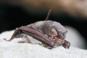 Obična dugačka vrsta borbenih miševa Obična dugačka vrsta borbenih miševa