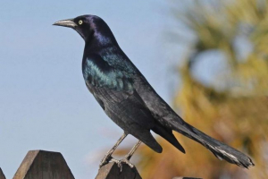 Obična rijeka - neuredna ptica