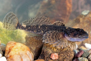 Obični pod-generator Obični pod-generator