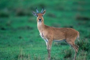 Obični zaokupljeni, nazvan kozjem štapom