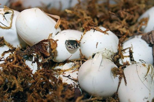 Običan idy Običan idy