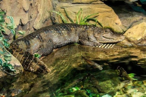 Point caimans: njihove sorte i značajke života