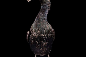 Stepenica ili štita - što znamo o ovoj ptici? Stepenica ili štita - što znamo o ovoj ptici?