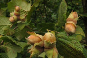 Simene biljke Simene biljke