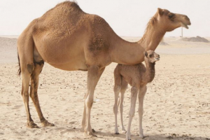 Jednokratna deva (dromedar, dromer)