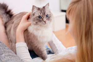 Pripitomljavanje i znatiželjne činjenice o mačkama Pripitomljavanje i znatiželjne činjenice o mačkama