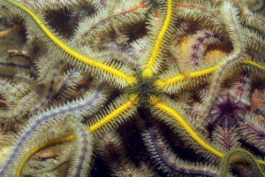 Odne ili zmije: zgrada, fotografija