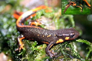 Fireburi triton: stanovnici terrarija dolaze iz japana Fireburi triton: stanovnici terrarija dolaze iz japana