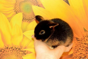 Vatra patulja Vatra patulja