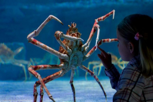 Ogroman rak naseljen u britanskom oceanariju Ogroman rak naseljen u britanskom oceanariju