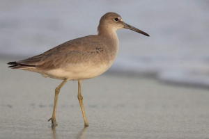 Okhotsk ulit - nestaje bara