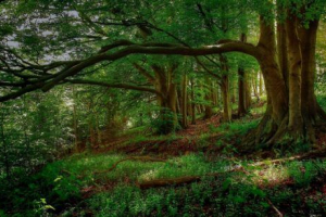 Zaštita i zaštita šuma Zaštita i zaštita šuma