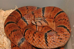 Olifon ljubičasta - zmija s maskom na glavi