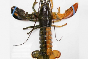 Omar dvije boje uhvaćene u americi: video Omar dvije boje uhvaćene u americi: video