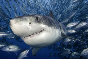 Opasne i krvožedne grabežbe oceana Opasne i krvožedne grabežbe oceana