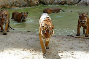 Opasne životinje tajland Opasne životinje tajland