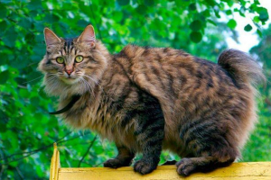 Opis pasmine bobtail, priroda i sadržaj mačke