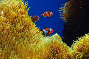 Definicija i primjeri morskih ekosustava Definicija i primjeri morskih ekosustava