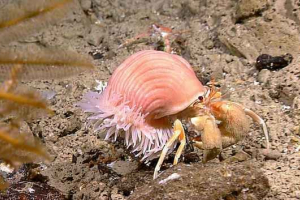 Definicija, primjeri, vrste i oblici komesalizma Definicija, primjeri, vrste i oblici komesalizma