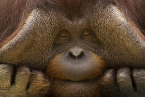 Orangutan ili orangutan?